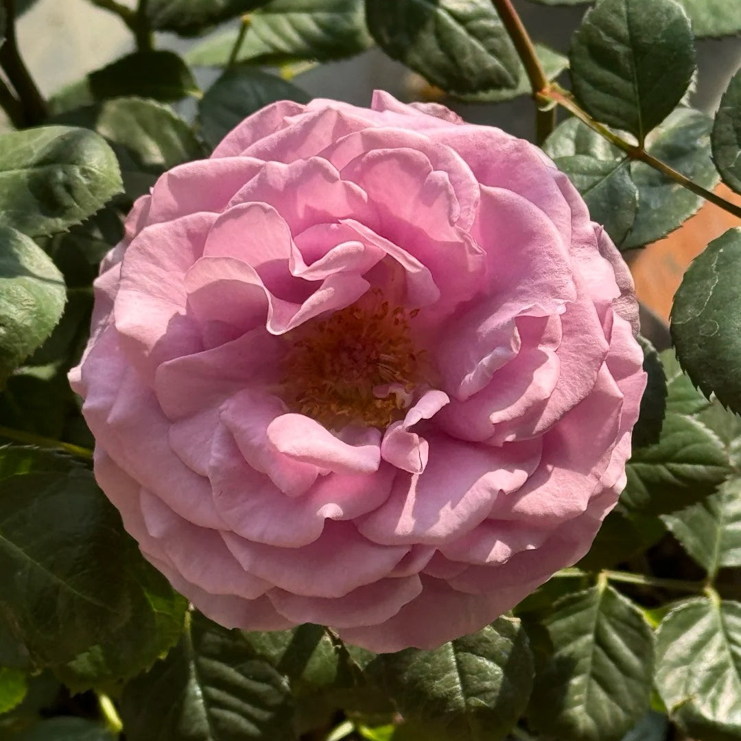 Mercury King Terrazza Rose Plant|水星王 – Rose_Explosion