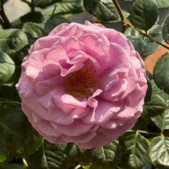 Mercury King Terrazza Rose