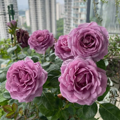 Mercury King Terrazza Rose