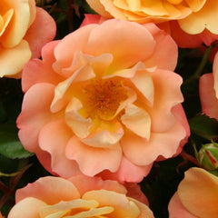 Merry Maker Rose Plant