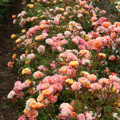 Merry Maker Rose Plant