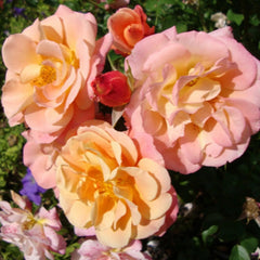 Merry Maker Rose Plant