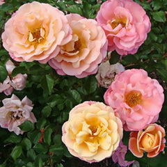 Merry Maker Rose Plant