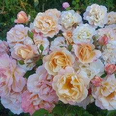 Merry Maker Rose Plant