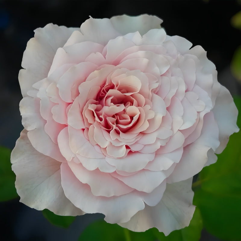 Meteor Butterfly Rose Plant