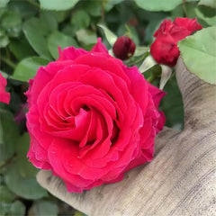 Stunning Michael Angel Rose Plant for Your Beautiful Garden