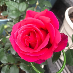 Stunning Michael Angel Rose Plant for Your Beautiful Garden