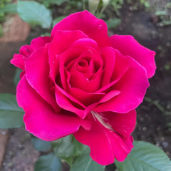 Stunning Michael Angel Rose Plant for Your Beautiful Garden