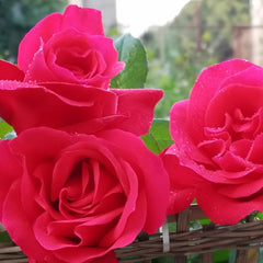 Stunning Michael Angel Rose Plant for Your Beautiful Garden