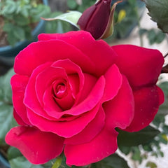 Stunning Michael Angel Rose Plant for Your Beautiful Garden