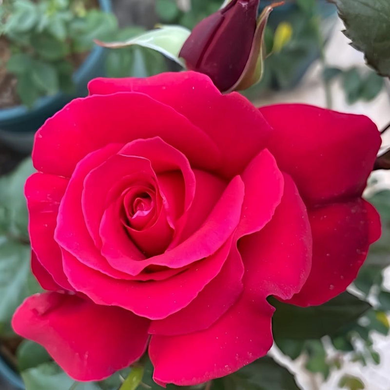 Stunning Michael Angel Rose Plant for Your Beautiful Garden