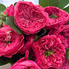 Middleton Rose Plant