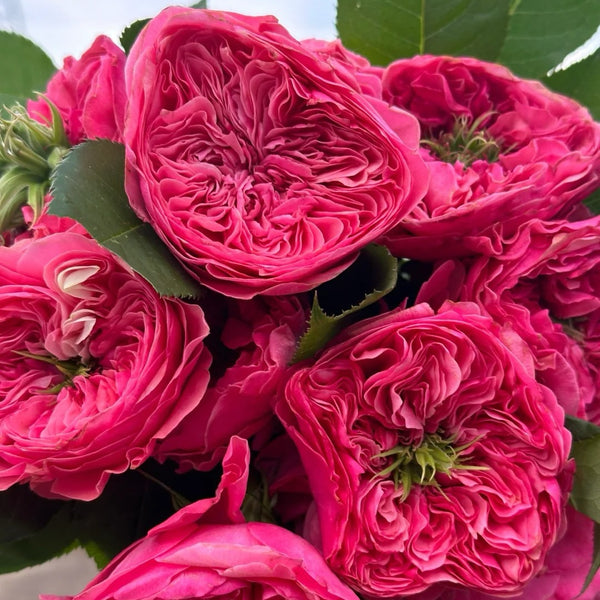 Moab Rose: Desert-Inspired Brown-Cream Rose | Rosaprima® – Rose_Explosion