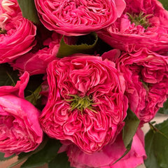 Middleton Rose Plant