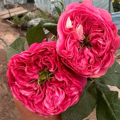 Middleton Rose Plant | 米德尔顿