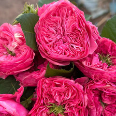 Middleton Rose Plant | 米德尔顿