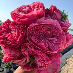 Middleton Rose Plant | 米德尔顿
