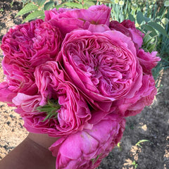 Middleton Rose Plant | 米德尔顿