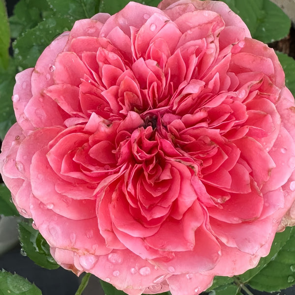 Middleton Rose Plant