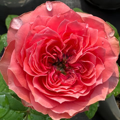 Middleton Rose Plant
