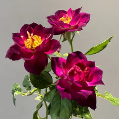 Midnight Blue Rose Plant|午夜深蓝