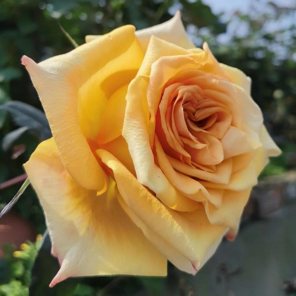 Turbo Roses Mighty Rose Plant|甜橙 – Rose_Explosion