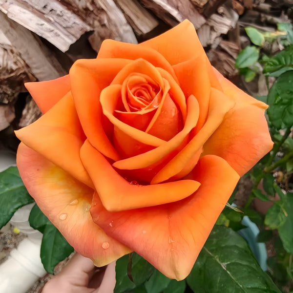 Orange rose held by a hand with a natural background