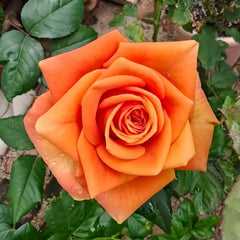 Mighty_Rose