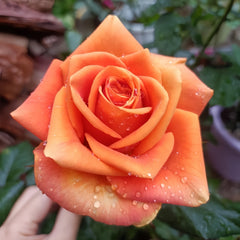 Mighty_Rose
