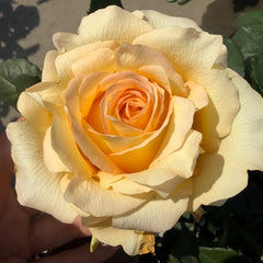 Mighty_Rose