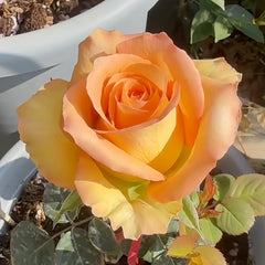 Mighty_Rose