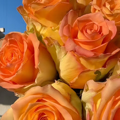 Mighty_Rose