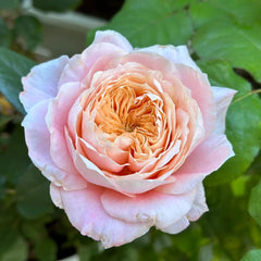 Elegant Mikoto Rose Plant for a Flourishing Garden Retreat