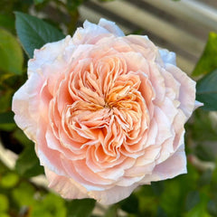 Elegant Mikoto Rose Plant for a Flourishing Garden Retreat