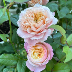 Elegant Mikoto Rose Plant for a Flourishing Garden Retreat