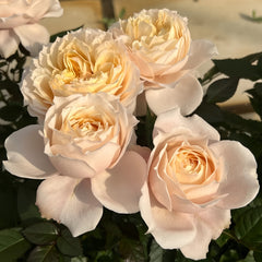 Milk tea Rose Plant