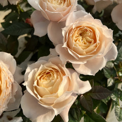 Milk tea Rose Plant