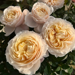 Milk tea Rose Plant