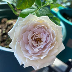 Graceful Milky Pearl Rose Plant for Your Enchanting Garden