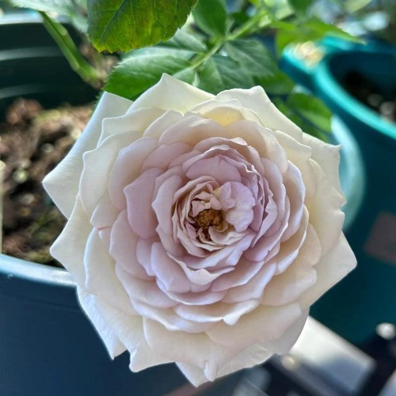 Graceful Milky Pearl Rose Plant for Your Enchanting Garden