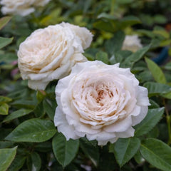 Graceful Milky Pearl Rose Plant for Your Enchanting Garden