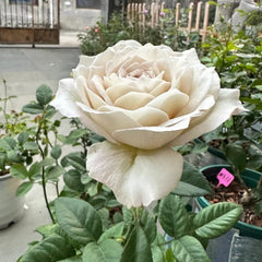 Graceful Milky Pearl Rose Plant for Your Enchanting Garden