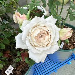 Graceful Milky Pearl Rose Plant for Your Enchanting Garden