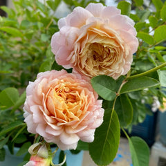 Millefiori Rose Plant|千花琉璃