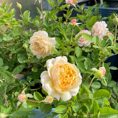 Millefiori Rose Plant|千花琉璃