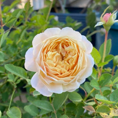 Millefiori Rose Plant|千花琉璃
