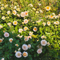 Millefiori Rose Plant|千花琉璃