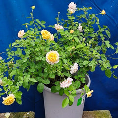 Millefiori Rose Plant|千花琉璃