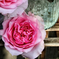 Beautiful Millicent Rose Plant for a Stunning Garden Display