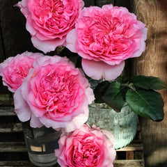 Beautiful Millicent Rose Plant for a Stunning Garden Display